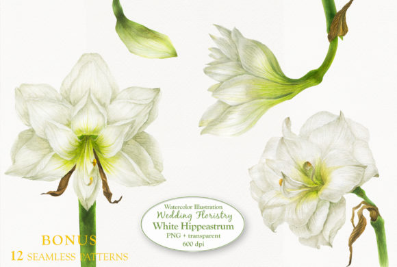 White Hippeastrum for Wedding Floristry: Elegant Watercolor Elements
